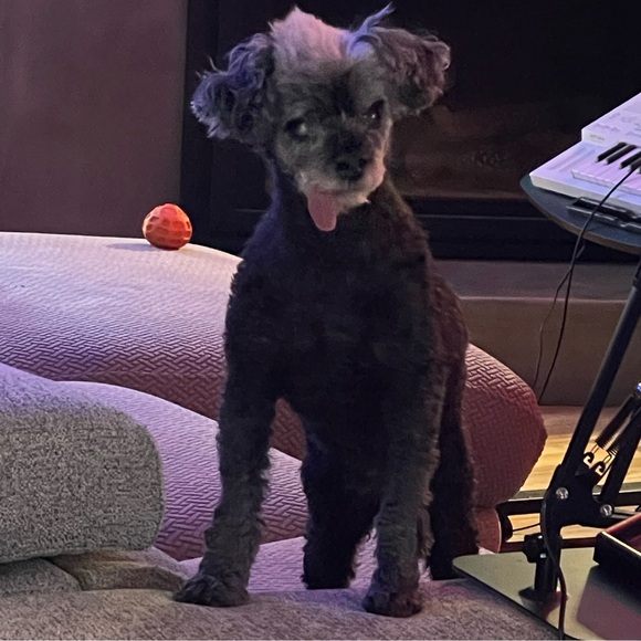 misanthropoodle